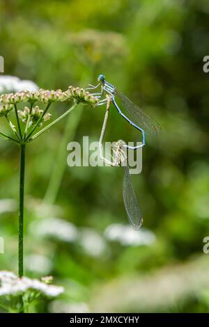 White legged damselfly male sitting motionless on dry grass at dusk ...