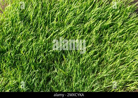 texture green grass on the lawn. Beautiful green background in high quality. Stock Photo