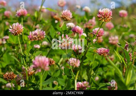 Beautiful white, pink and green floral meadow landscape full of Alsike clover trifolium hybridum. Pale pink and whitish flowers in summer. Stock Photo