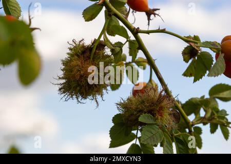 Rose bedeguar gall, caused by the gall wasp Diplolepis rosae, on a leaves of a Field rose.Bedeguar gall, caused by parasitic mossy rose gall wasp. Stock Photo