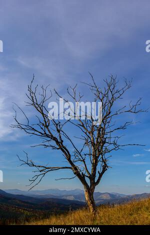 The old and completely dry tree growing against the blue sky Stock ...
