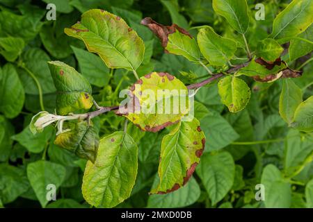 Rosy leaf-curling apple aphids, Dysaphis devecta, apple tree pest. Detail of affected leaf. Stock Photo