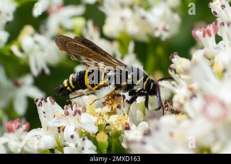 Paranthrene tabaniformis on elder flower close-up. In the natural environment, near the forest in summer. Stock Photo