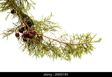 Flora of Gran Canaria - branch of Juniperus phoenicea, the Phoenicean juniper, isolated on white background Stock Photo