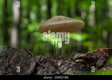 Edible mushroom Hymenopellis radicata or Xerula radicata on a mountain meadow. Known as deep root mushroom or rooting shank. Wild mushroom growing in Stock Photo