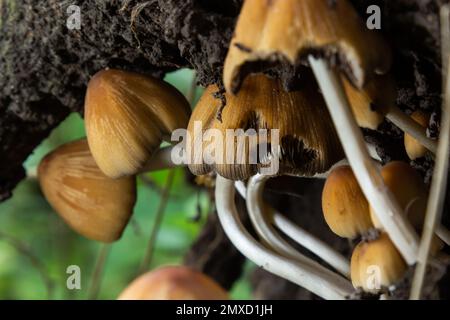 Coprinellus micaceus. Group of mushrooms on woods in nature. Stock Photo