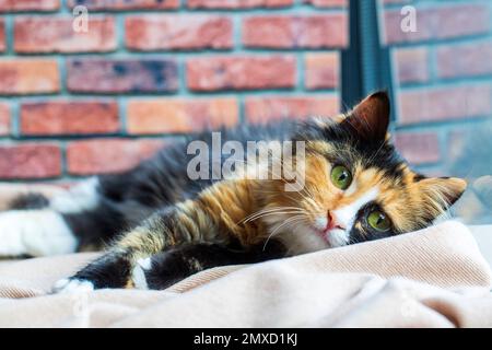 Long-haired kitten calico type cat. Stock Photo