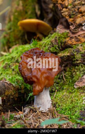 Gyromitra esculenta is kind of poisonous mushrooms growing in the forest in spring. Stock Photo