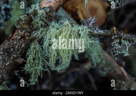 Usnea barbata ,old man's beard, or beard lichen growing naturally on turkey oak tree in Florida, natural antiobiotic Stock Photo