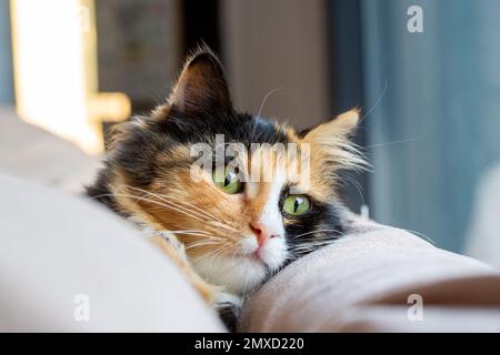 Long-haired kitten calico type cat. Stock Photo