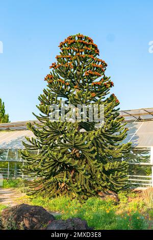 Chilean pine (Araucaria araucana, Araucaria imbricata), male tree, France Stock Photo