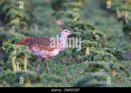 great bustard (Otis tarda), female standing in borecole field, Netherlands, Frisia, Workum Stock Photo