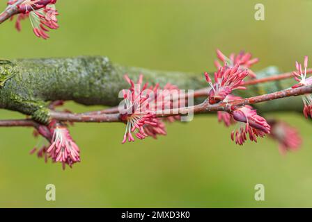 katsura tree (Cercidiphyllum japonicum), branch with male flowers, Europe, Bundesrepublik Deutschland Stock Photo