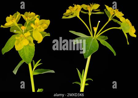 Wart spurge (Euphorbia verrucosa), blooming, against black background, Austria