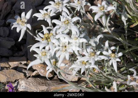 Edelweiss (Leontopodium alpinum, Leontopodium nivale), blooming, Switzerland, Kanton Bern Stock Photo