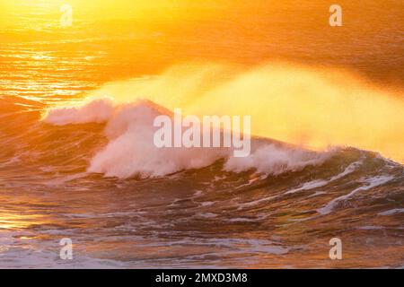 big wave breaking in golden evening light on the open sea on the norht coast of Ireland, Ireland, County Donegal, Fintra Beach Stock Photo