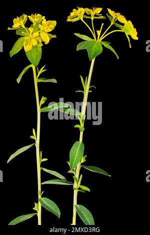 Wart spurge (Euphorbia verrucosa), blooming, against black background, Austria