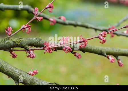 katsura tree (Cercidiphyllum japonicum), branch with male flowers Stock Photo