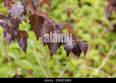 Purple birch, silver birch, European white birch, white birch (Betula pendula 'Purpurea', Betula pendula Purpurea, Betula alba), leaves of cultivar Stock Photo