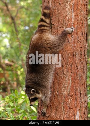 common raccoon (Procyon lotor), climbing down a tree trunk, side view, Germany Stock Photo