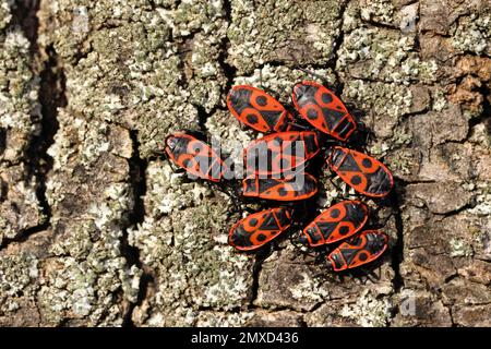 firebug (Pyrrhocoris apterus), group of fire bugs on tree bark, Germany Stock Photo