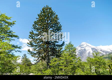 Chilean pine (Araucaria araucana, Araucaria imbricata), tree in a park, France Stock Photo