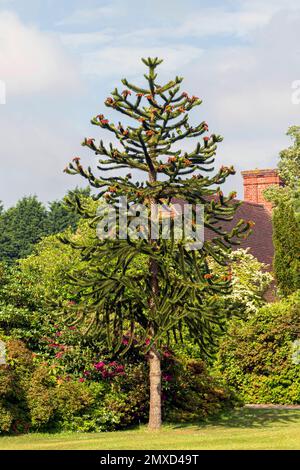 Chilean pine (Araucaria araucana, Araucaria imbricata), male tree in a park, France Stock Photo