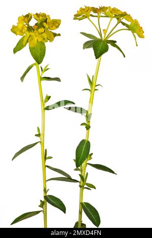 Wart spurge (Euphorbia verrucosa), blooming, cutout, Austria