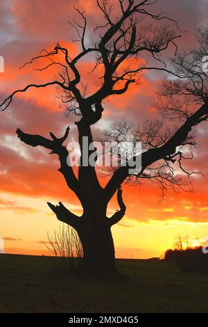 oak (Quercus spec.), old oak tree at sunset, Germany Stock Photo
