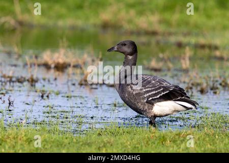 brent goose (Branta bernicla), in juvenile plumage, standing by the waterside, Netherlands, Frisia, Paesens Stock Photo