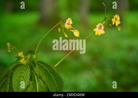 small balsam (Impatiens parviflora), blooming, Germany, Bavaria Stock Photo