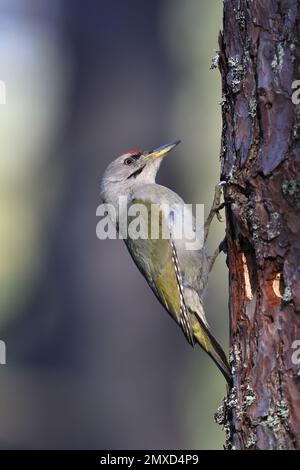 grey-faced woodpecker (Picus canus), male sitting a pine trunk at breeding cave, Sweden, Mjaellom, Angermanland Stock Photo