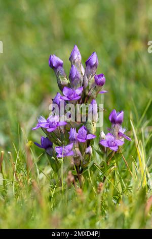 Field gentian (Gentianella campestris, Gentiana campestris), blooming in a mountain meadow, Switzerland, St.Gallen Stock Photo