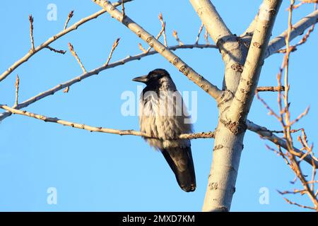 Hooded crow (Corvus cornix) sitting on the branch Stock Photo