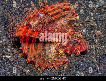 Dendrochirus biocellatus, the twospot turkeyfish, twinspot lionfish, twoeyed lionfish or ocellated lionfish, is a species of marine ray-finned fish be Stock Photo