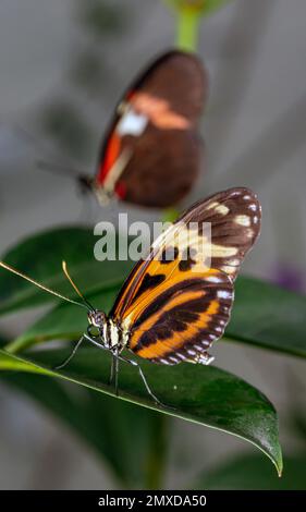 Heliconius comprises a colorful and widespread genus of brush-footed butterflies commonly known as the longwings or heliconians Stock Photo