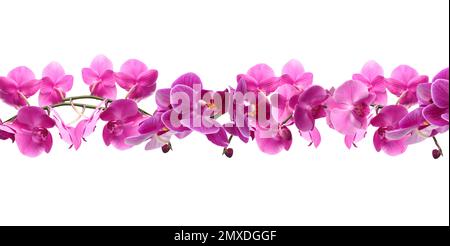 Branch of beautiful orchid on white background. Banner design Stock Photo