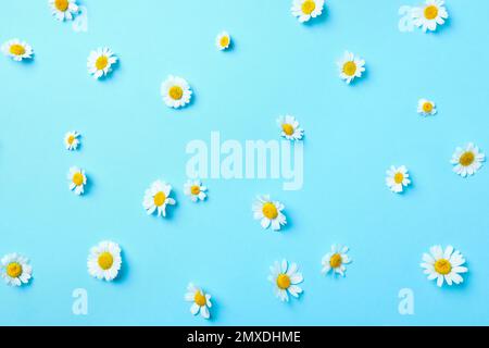 Flat lay composition with fresh chamomiles on light blue background Stock Photo