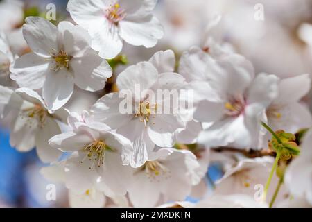 Cherry tree blossom, flower close up, spring background Stock Photo