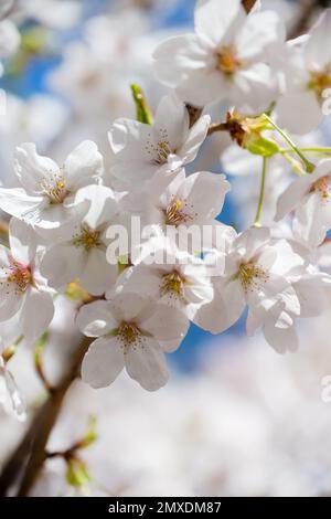 Cherry tree blossom, flower close up, spring background Stock Photo