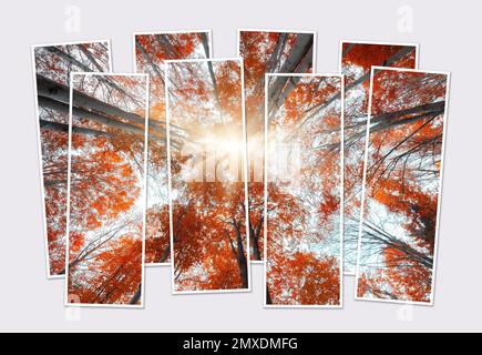 Isolated eight frames collage of upward view picture of colorful autumn trees in forest. Mock-up of modular photo. Stock Photo