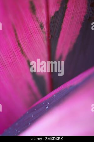 close-up pattern macro cordyline  exotic bright red pink fresh tropical leaves texture natural foliage abstract background.jungle botanical wallpaper Stock Photo