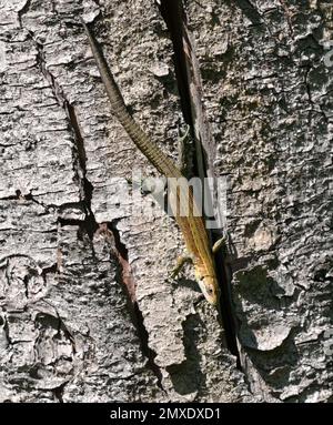 Viviparous lizard or common lizard, Zootoca vivipara, basking in the sun on the tree trunk. Stock Photo