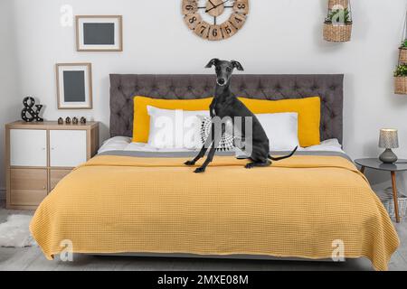 Cute Italian Greyhound dog on bed in room. Pet friendly hotel Stock Photo