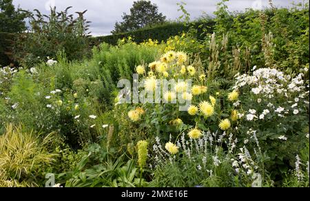 Yellow and white border of herbaceous perennial flowers, protected by clipped yew hedges at RHS garden Hyde Hall UK September Stock Photo