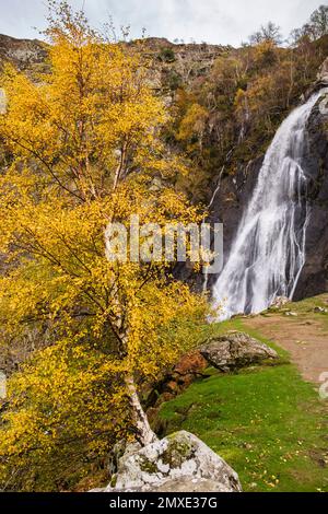 Silver Birch tree in autumn colour at Aber Falls waterfall in Coedydd Aber National Nature Reserve in Snowdonia. Abergwyngregyn, Gwynedd, Wales, UK Stock Photo