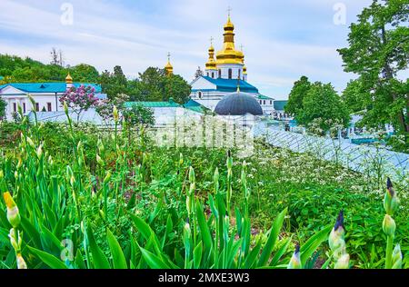 The beautiful flower beds with iris buds and wildflowers in front of the golden onion domes of the Church of Exaltation of the Holy Cross in Kyiv Pech Stock Photo