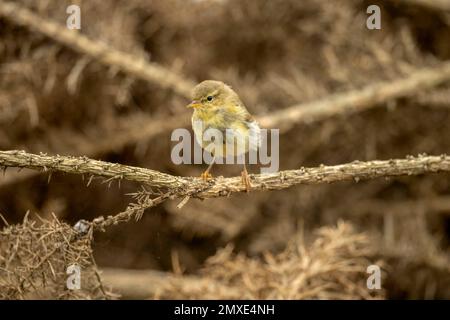 willow warbler perched on a branch in the uk in the summer Stock Photo