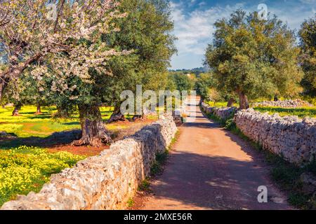 Beautiful spring scenery. Blooming apple tree in olive garden. Sunny spring scene of Apulia countryyside, Italy, Europe. Beauty of nature concept back Stock Photo