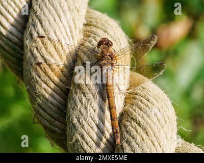 Common darter -Sympetrum striolatum -dragonfly resting on a thick rope handrail next to a bridge across a lake. Stock Photo
